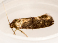 Phaulernis dentella